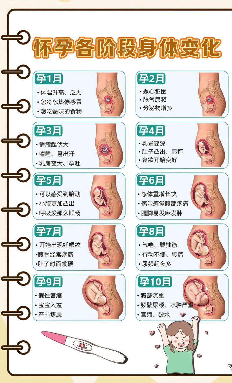 揭秘供卵代孕妈妈怀孕小腹分两节，孕期变化的奥秘长寿代生机构: